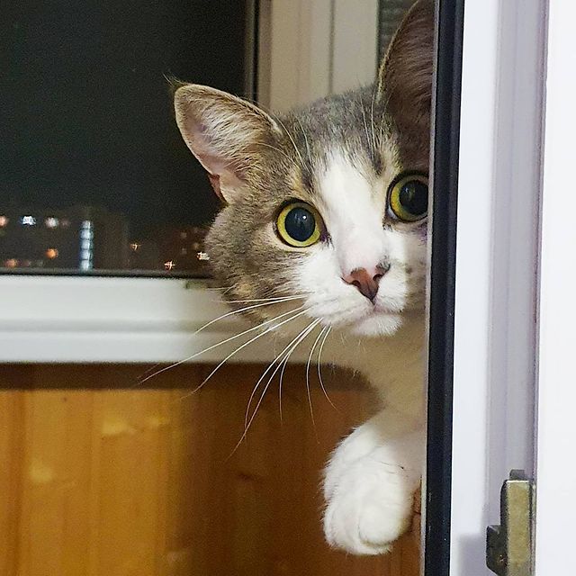 it.kotik в LOOKY. #кот,#коты,#мордашки,#коть,#мойкот,#коттихон. Кто здесь?!
#кот #ко...