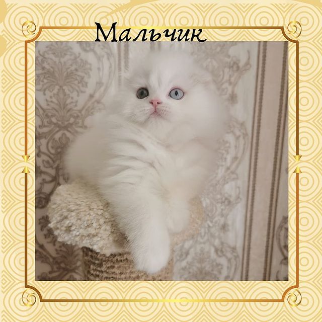 Вислоухие Шотландские котята в LOOKY. #moscharm. Продается разноглазы...