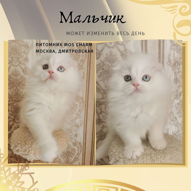 Вислоухие Шотландские котята в LOOKY. #moscharmcattery. Предлагаем вам мальч...