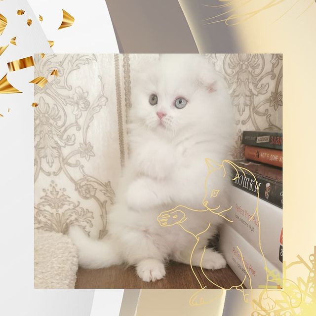 Вислоухие Шотландские котята в LOOKY. #moscharmcattery. Разноглазых мальчише...