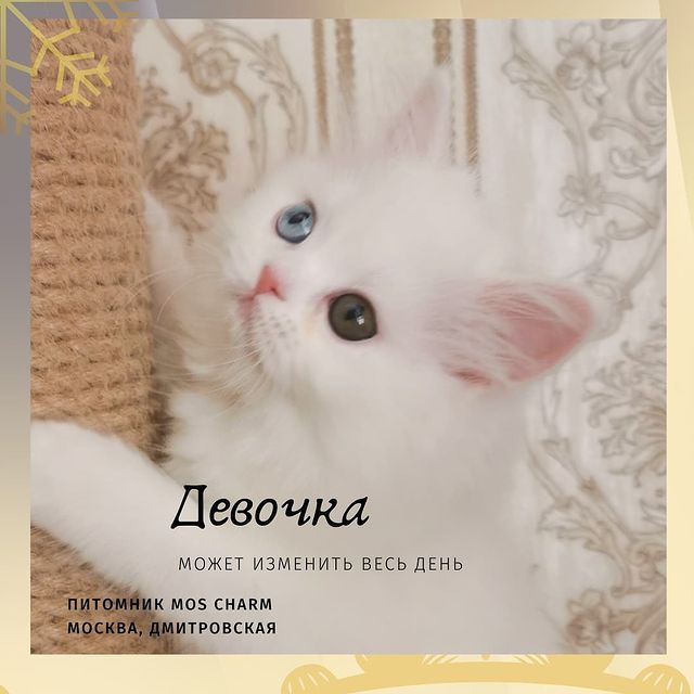 Вислоухие Шотландские котята в LOOKY. #moscharm. Ещё у нас есть девоч...