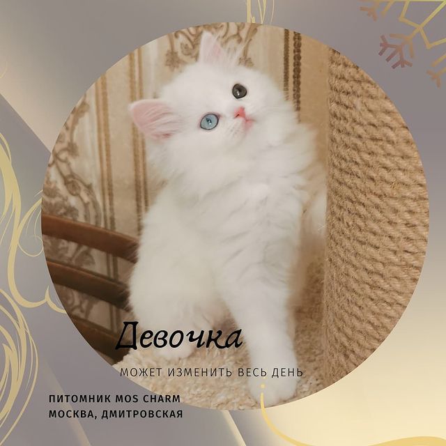 Вислоухие Шотландские котята в LOOKY. #moscharmcattery. Продажа девочки, под...