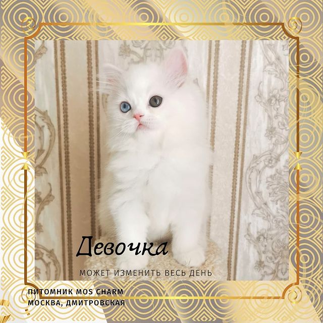 Вислоухие Шотландские котята в LOOKY. #moscharm. Девочка продается
#m...