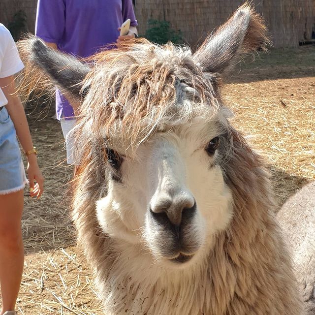 elena_lpnkna в LOOKY. . Альпаки. 🦙🦙🦙