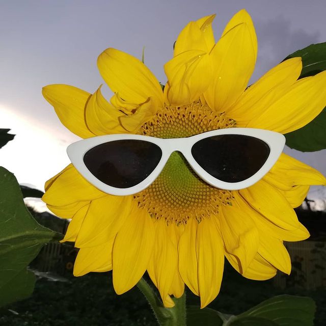 kalena2088 в LOOKY. . Мадам-подсолнух 🌻