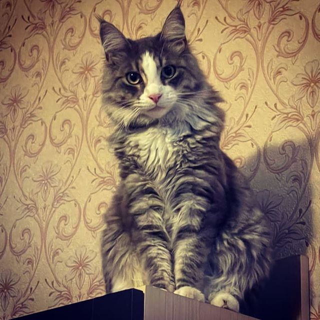lomtik21 в LOOKY. . Мальчик мой ❤️