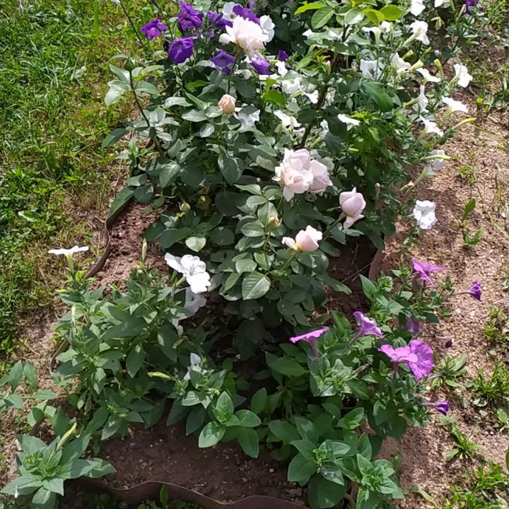 sukhovvladimir2 в LOOKY. #flowers. #flowers