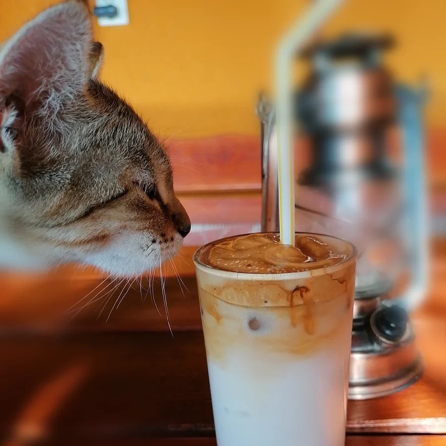 khimola.ru в LOOKY — Вопрос: можно  ли котам и собакам давать молоко 🥛🥛?
⠀
Влад