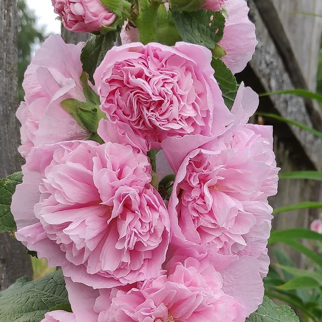 osberry195 в LOOKY. . Малиновые юбочки🌸🌸...