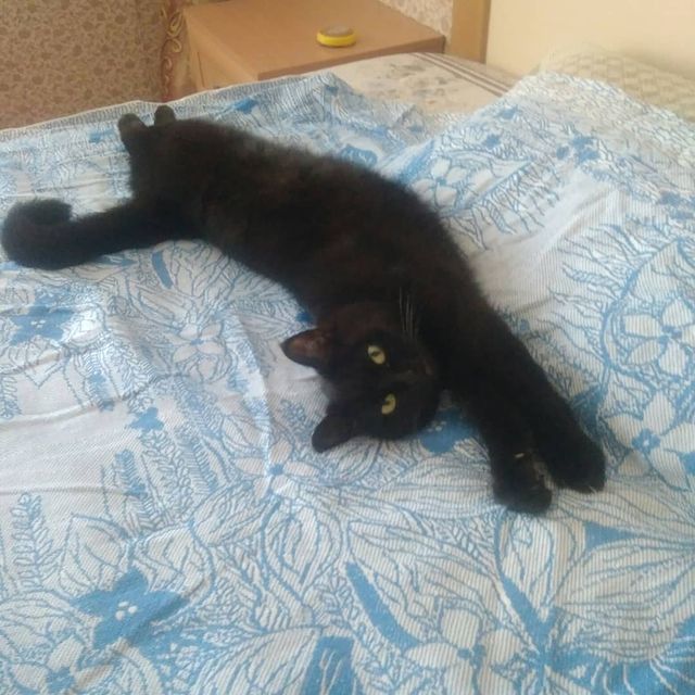 ieugene.mat в LOOKY. #котэ🐱,#cat,#кот,#home,#animals,#животные,#summertime,#summer,#instacat,#travel,#путешествия,#c_kotom,#cats,#кошки,#blackcat,#catsofinstagram,#кошка,#jokes. 😸🐾🌲 Мысли Чёрной ...