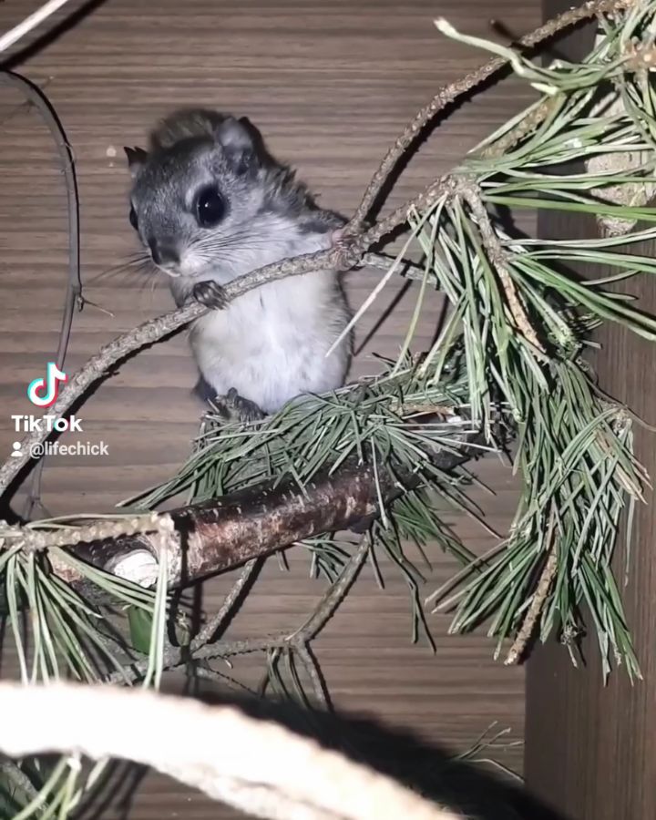 lifechickspb в LOOKY. #момонга,#белка,#белки,#белкалетяга,#грызуны,#животные,#домашниеживотные,#спб,#Россия,#загородом,#squirrel,#squirrels,#saintpetersburg,#spb,#animal,#animals,#russia. Наши малыши🤗 малень...