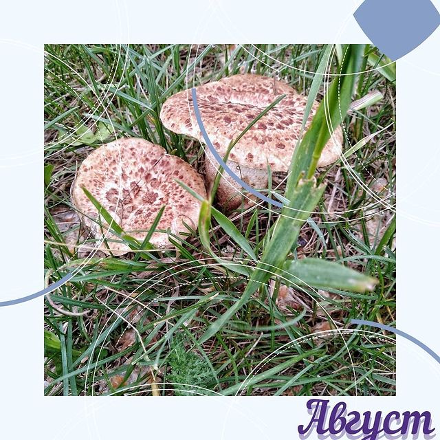 malyavchik_mgn в LOOKY. . Последний месяц лета...
