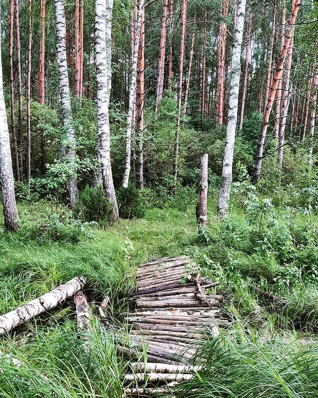 dana_kerroll в LOOKY. #мост,#моствлесу,#лес,#green,#wood,#bridge,#russia. Путь может пугать, н...