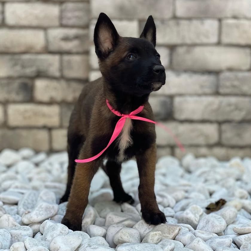 bikej_dogs94 в LOOKY — фото 2