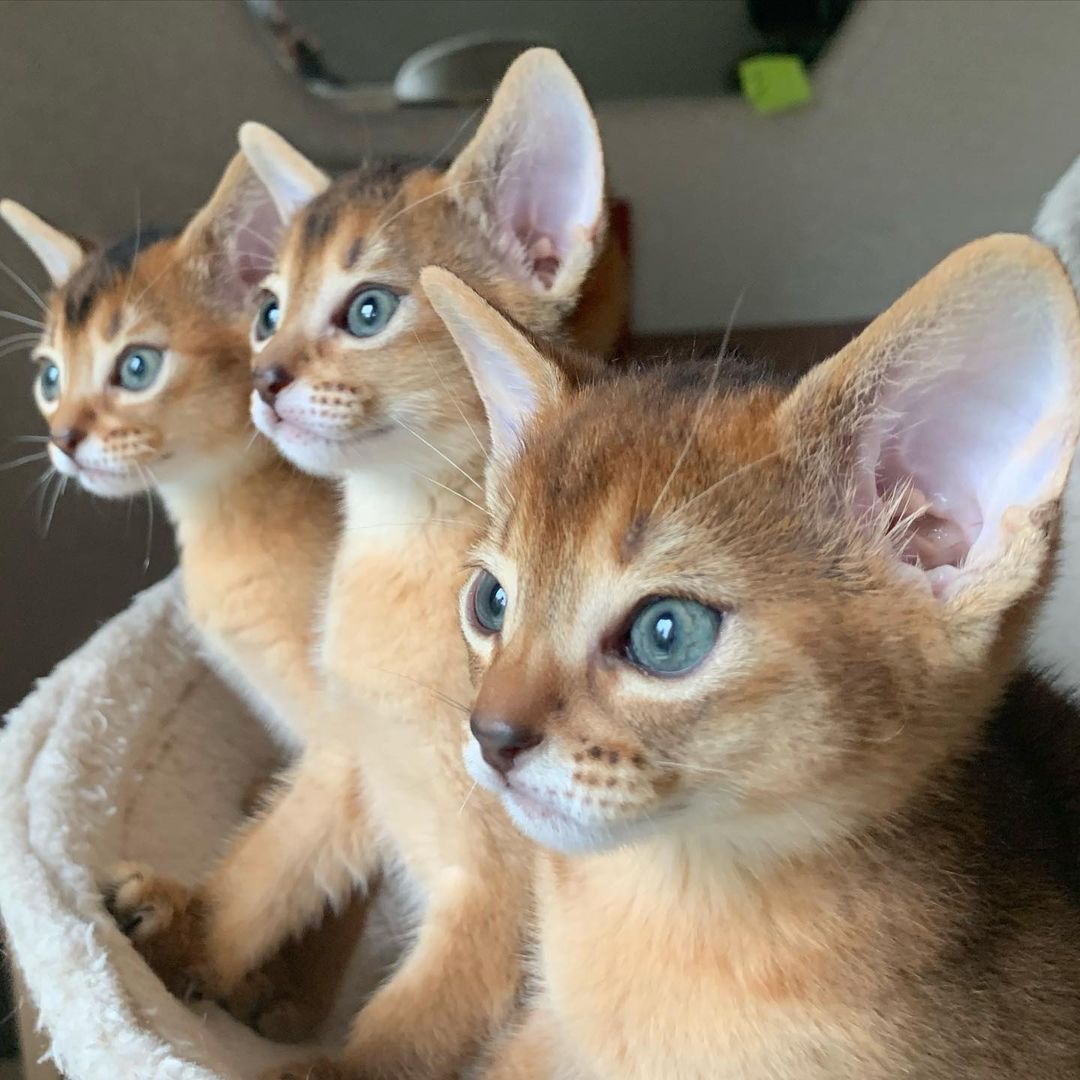 leo_minor_aby_cattery_cfa в LOOKY — фото 3