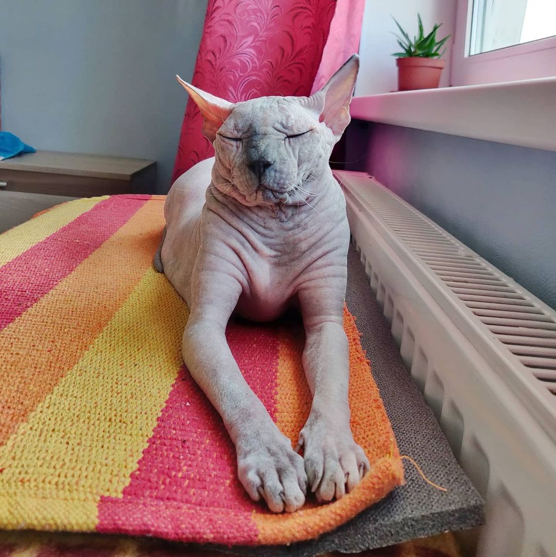 eva_sphynx_cat в LOOKY — фото 2