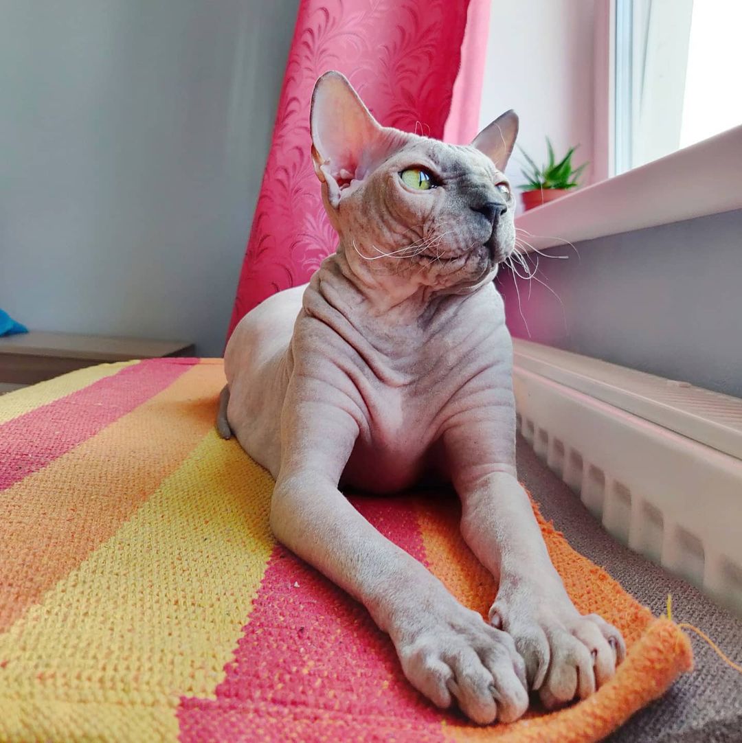 eva_sphynx_cat в LOOKY — фото 3