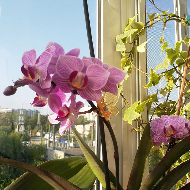 ginger_r_ в LOOKY. #лето,#солнце,#фаленопсис,#цветочки,#летомаленькаяжизнь,#калуга. #лето #солнце #фален...