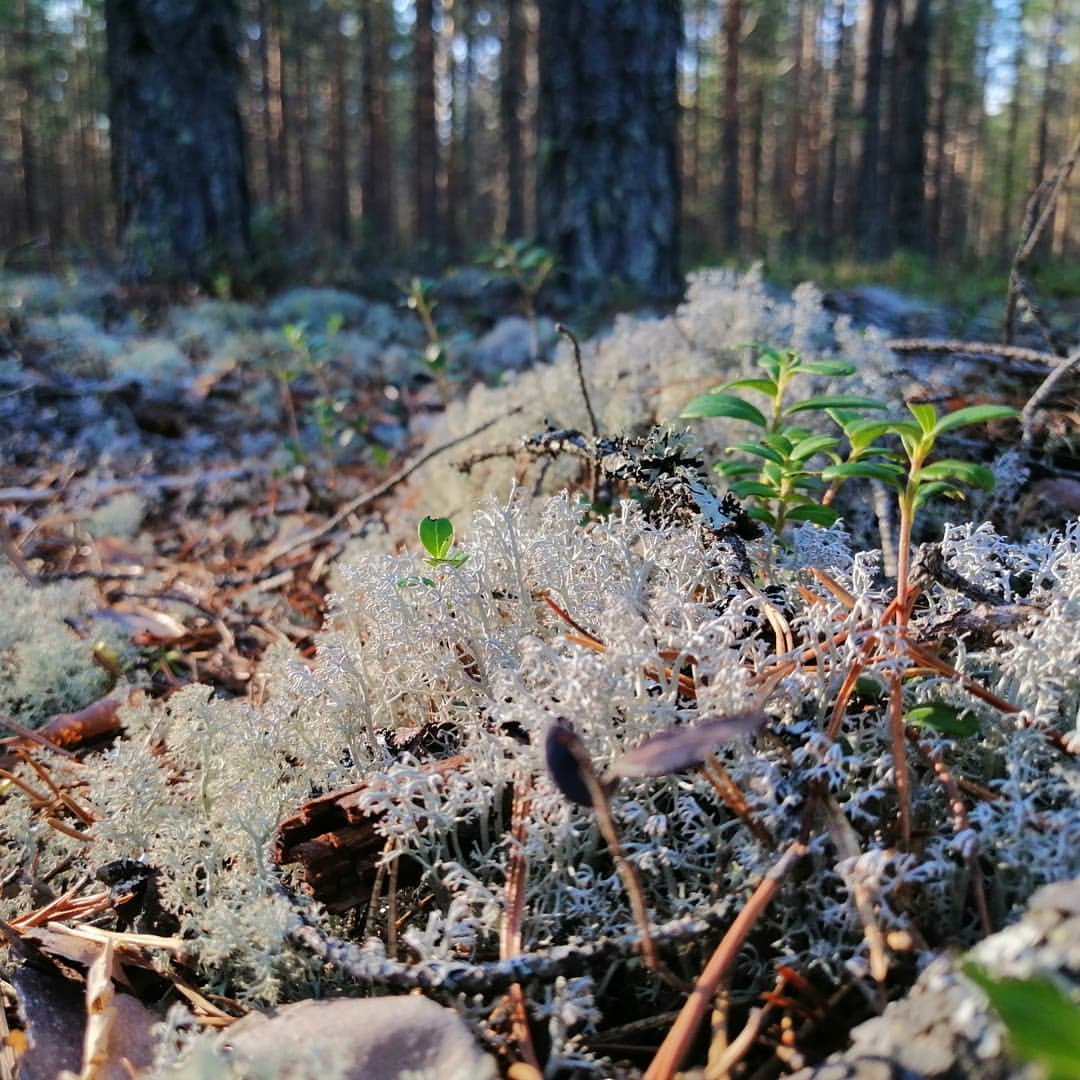 vyacheslav.rogov в LOOKY — фото 2
