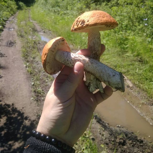 ieugene.mat в LOOKY. #вахруши,#nature,#грибы,#summer,#vakhrushi,#summertime,#mushrooms,#travel,#природа,#лето,#путешествие,#forest,#лес,#hiking🌲,#gribnikoff,#survival,#выживание,#naturelovers,#woods,#woodsmen,#loot. 😁🏞Вкусняшки... ;) ...