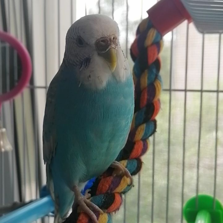 kotya_cat_khv в LOOKY. . Скрипелка Бу🤭 Смотр...