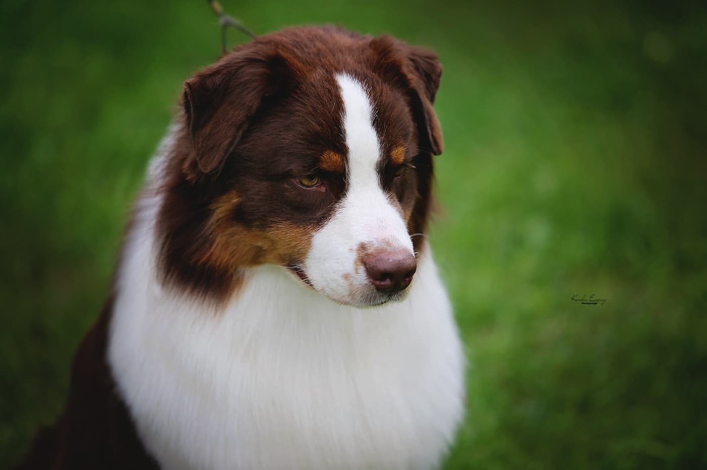 iz_doma_korolevoi_kennel в LOOKY — фото 2