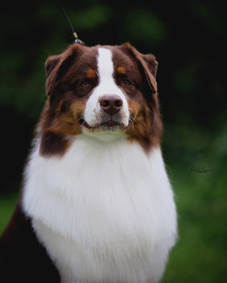 iz_doma_korolevoi_kennel в LOOKY — фото 2
