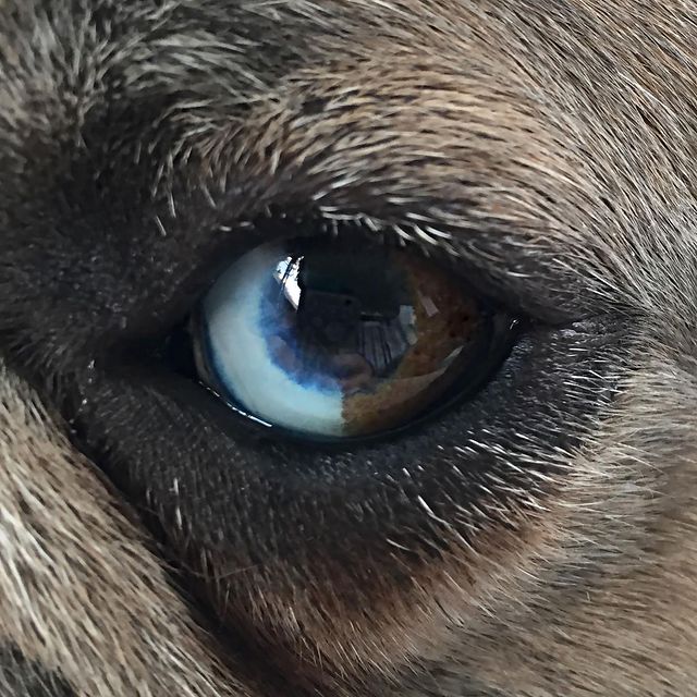 sophirome в LOOKY. #eyeofthestorm,#dogdays,#французскаябулка. Глаз-алмаз!!!
.
.
.
...