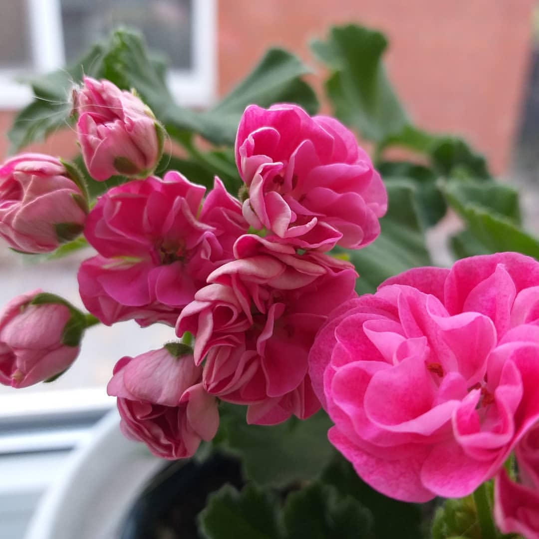 pelargonium_krd в LOOKY — фото 2