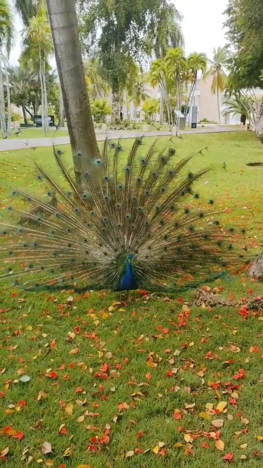 stas.nvkz в LOOKY. #природа,#павлин,#птицы,#nature,#bird,#peacock. Павлин в @grandbavar...
