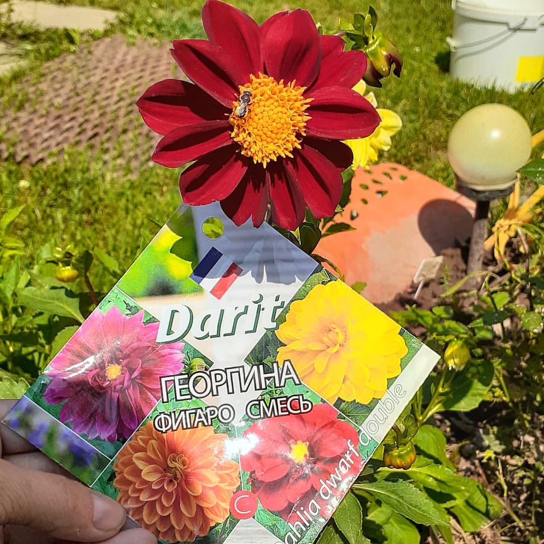 antsiferovbreed в LOOKY — фото 5
