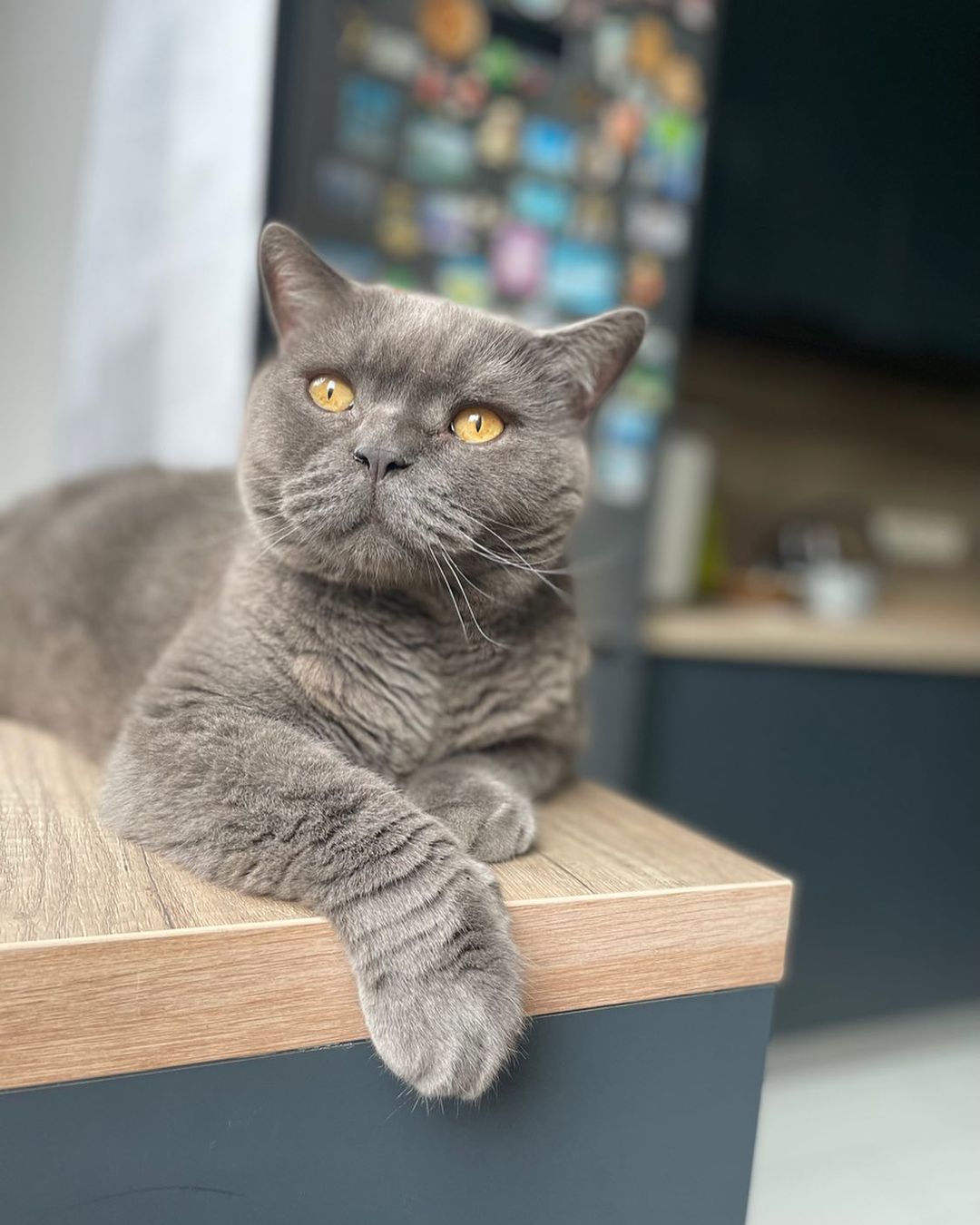 marusya_girlstar в LOOKY — Моего котика вам в ленту 😻

#кот #котики #домашниеживотные 
