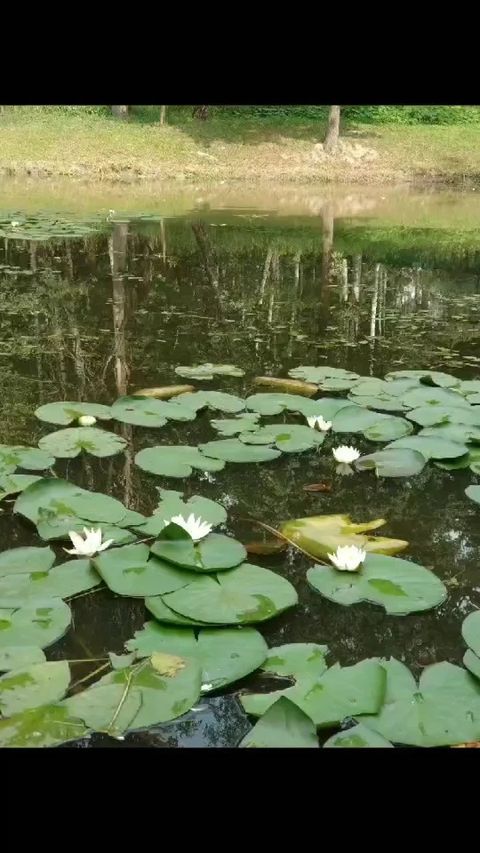 ivanov.anton.vasilevich в LOOKY. . Пруд в парке г. Крас...