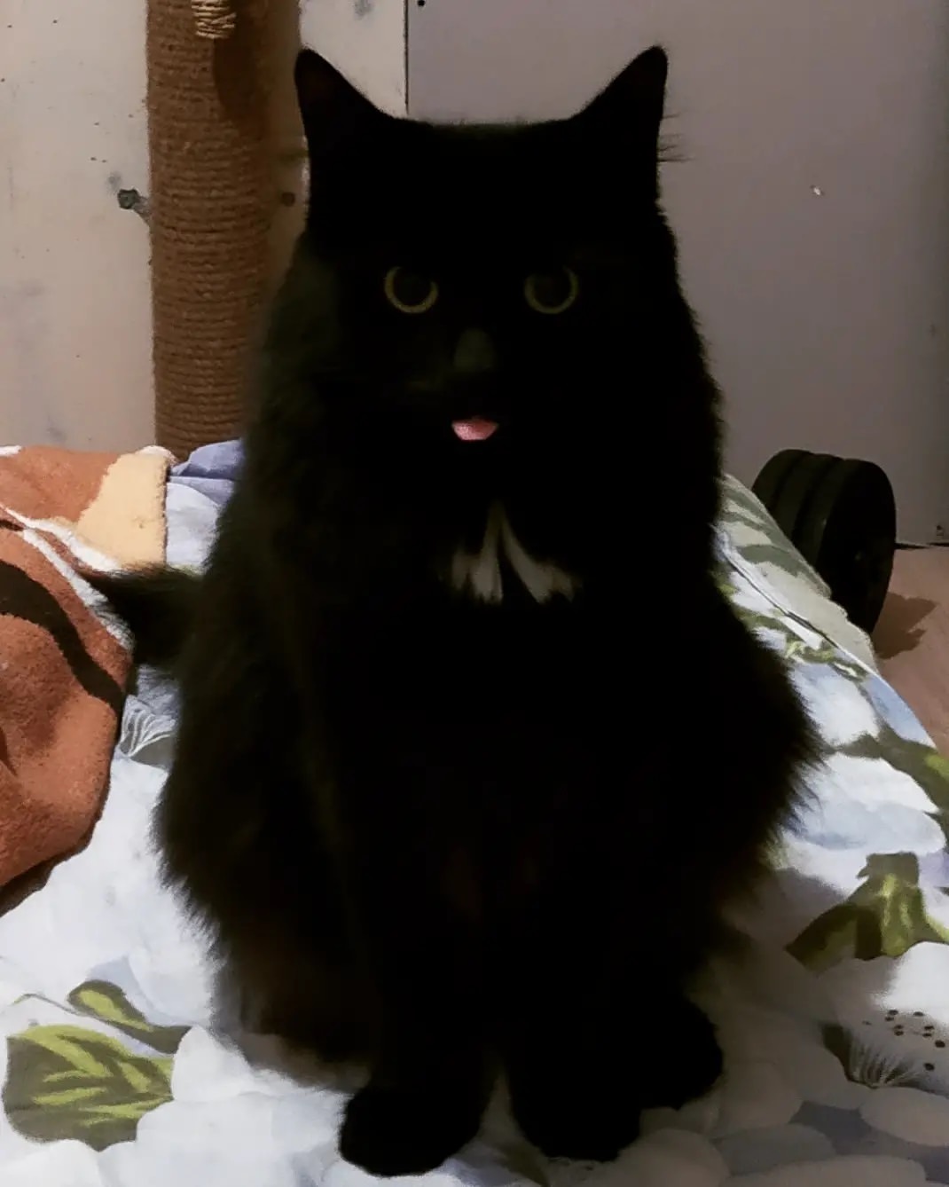 😝😝#прикол #кошка
