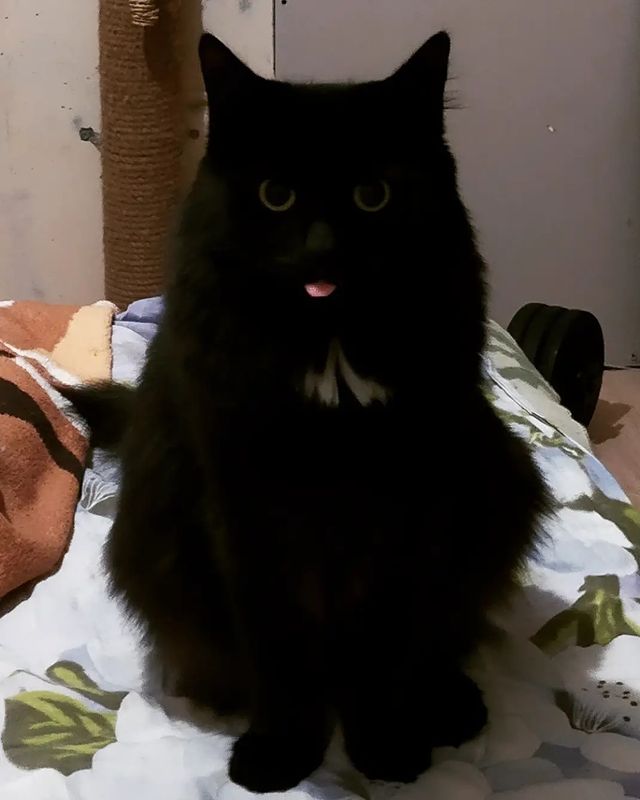 cute_marcus_cat в LOOKY. #кошка. 😝😝#прикол #кошка