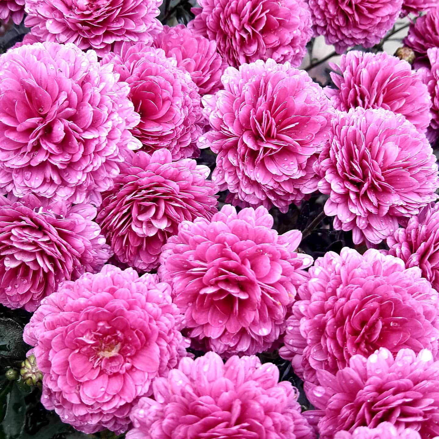 vegetativnye_koleus в LOOKY — фото 6