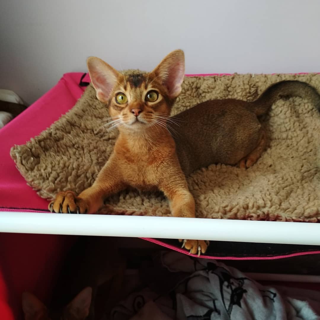 abyssinian_wildaby в LOOKY — фото 2