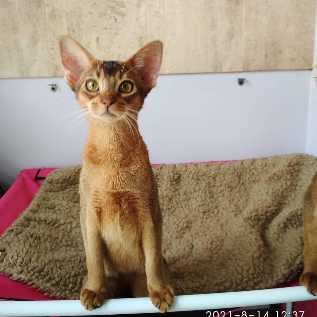 abyssinian_wildaby в LOOKY — фото 3