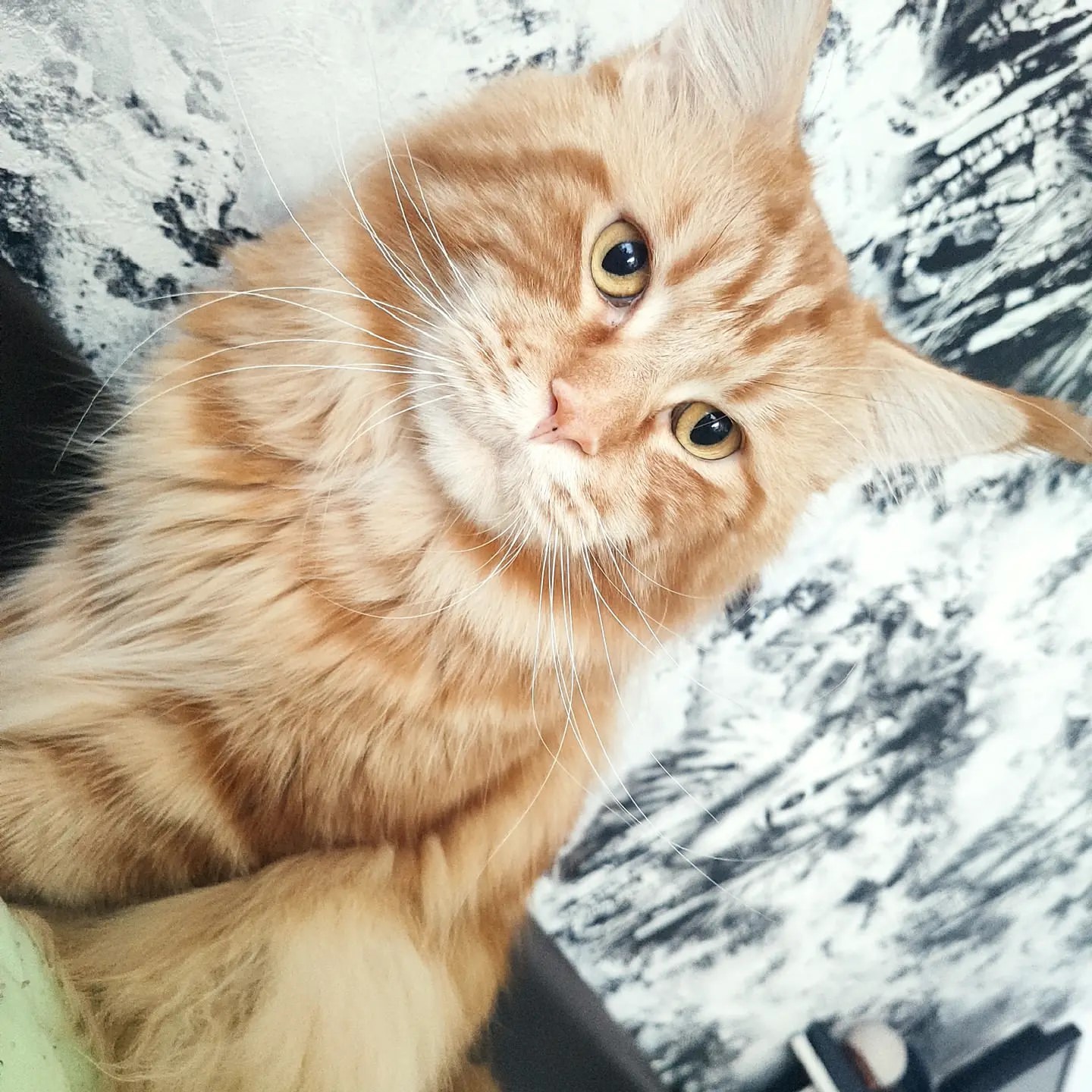 natalya_alekseevnad в LOOKY. . Ну что за милая морд...