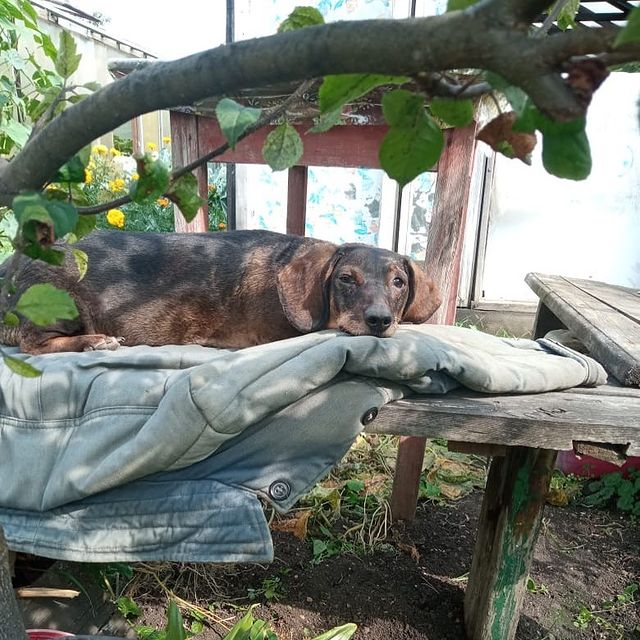 dikiy_kaktus в LOOKY. #такса,#dachshund. Устала моя старушка ...