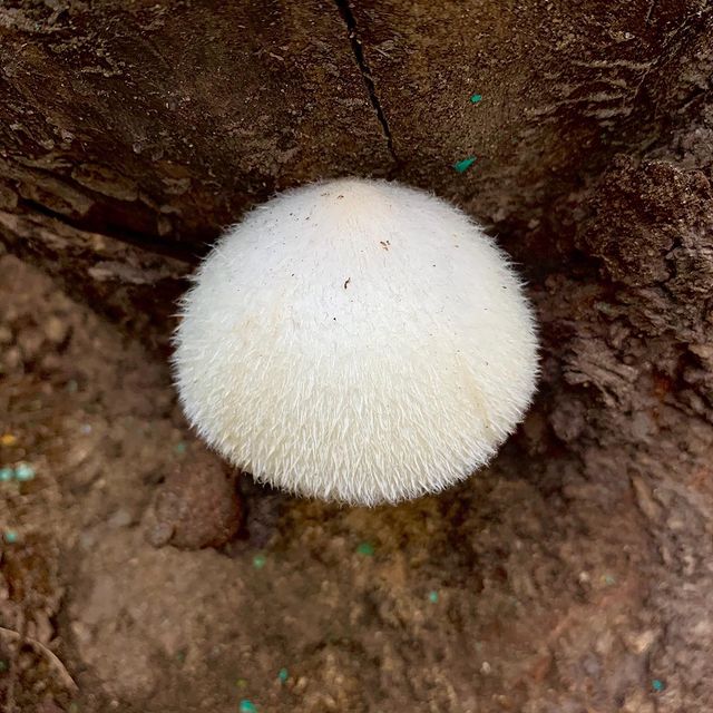 sophirome в LOOKY. #вольвариеллашелковистая,#volvariellabombycina,#пушистик,#allthemushroomshashtags. это гриииб! Очень-оч...