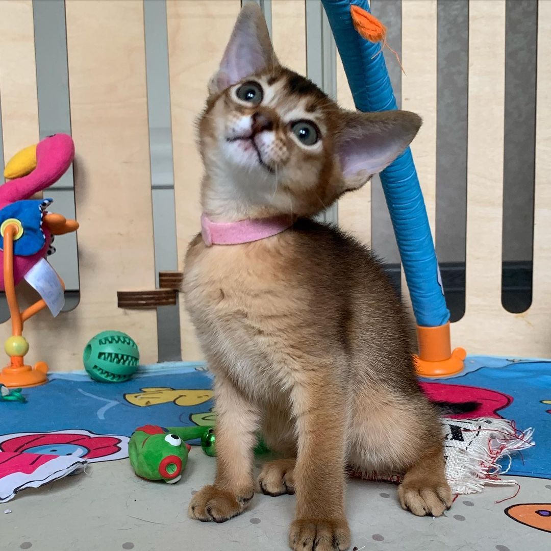 leo_minor_aby_cattery_cfa в LOOKY — фото 3