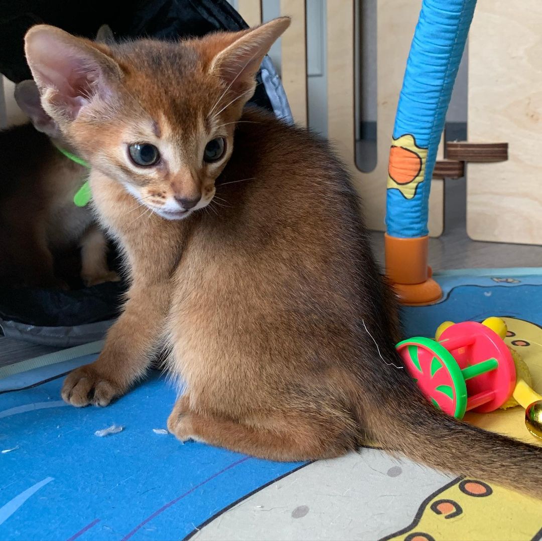 leo_minor_aby_cattery_cfa в LOOKY — фото 3
