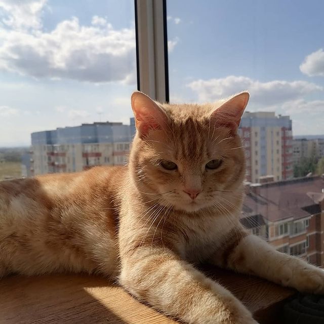chuniaevaluiza в LOOKY. #рыжийкот,#маркиз,#любимецсемьи. #рыжийкот#маркиз#люб...