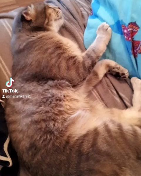 marishka_br_92 in LOOKY. . Котик