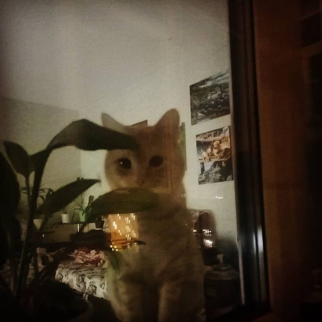 chuniaevaluiza в LOOKY. #рыжийкот,#маркизкарабас,#любимчик. #рыжийкот#маркизкара...