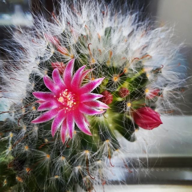 a.n.n_gry в LOOKY. #набалконе#питер#спб#кактусыцветут🌵#бархатцы#ипомеяцветет. #набалконе#питер#спб...