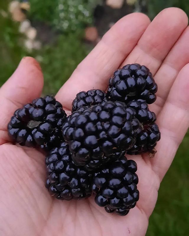 j.n.v.13 в LOOKY. . Вкуснотаааа!