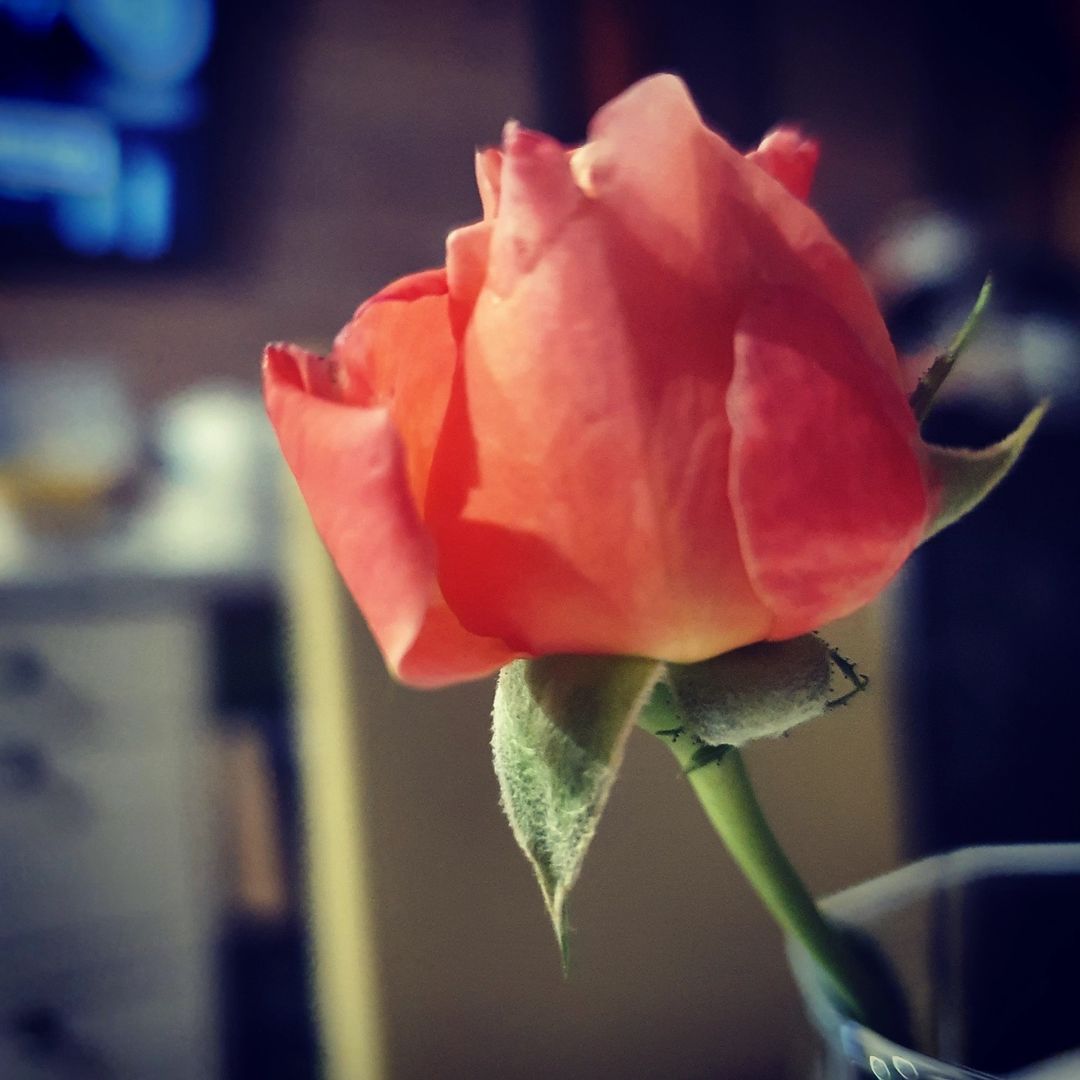 msverina в LOOKY — #вечернеенастроение #выходной✌