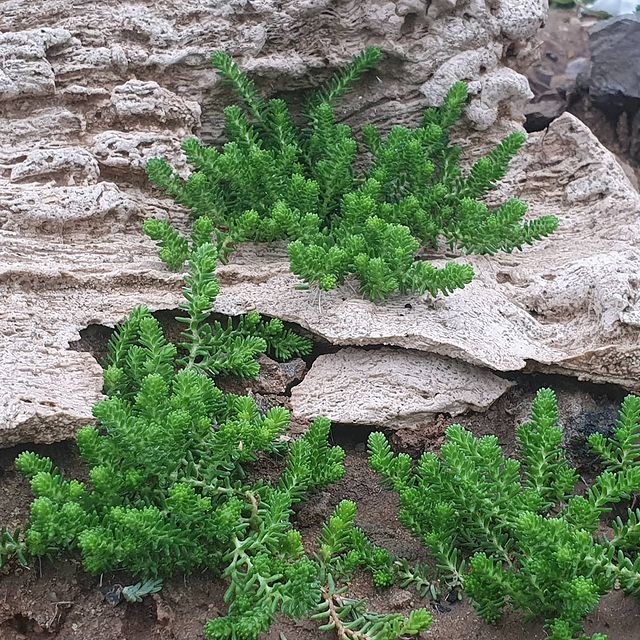 marina_kubichek в LOOKY. #очиток,#седум,#sedum#почвопокровные,#почвопокровныерастения,#мойсад,#альпийскаягорка,#альпийскаягоркасвоимируками#очитокскальный#flower,#очитокxenox#любимыецветы,#цветыдлялюбимой,#цветыдлясада,#мойсад#ялюблюцветы#вербейникмонетчатый#шоколадныйболл#очитокскальный#седумкамчатский. #очиток #седум #sedu...